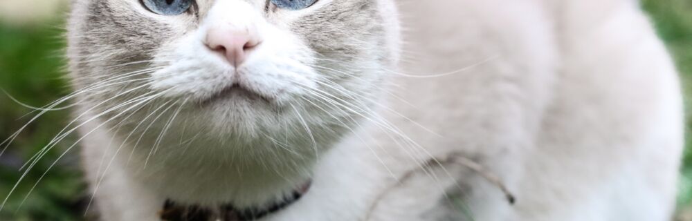 What are cat allergies or hypersensitivities?
