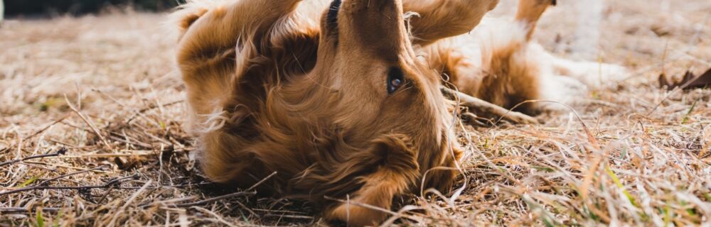 What is dog flea allergy dermatitis (FAD)?