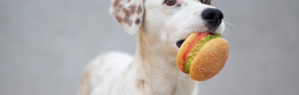 What are dog food allergies?