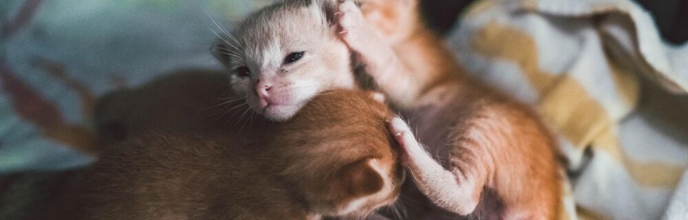 How to Feed and Care for Newborn Kittens