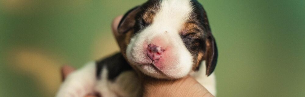 How to Feed and Care for Newborn Puppies
