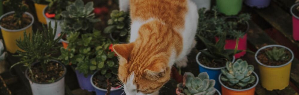 Hvilke planter kan katte tåle?