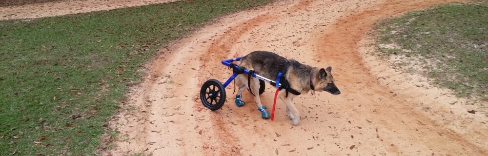 Caring for a Paralyzed Dog