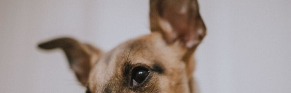 Examining and Caring for Your Pet’s Ears