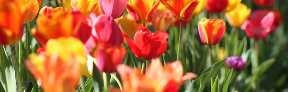 Poisonous Plants for Dogs and Cats: Tulips
