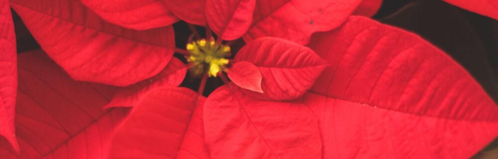 Are Poinsettia’s Really Toxic to Dogs and Cats?