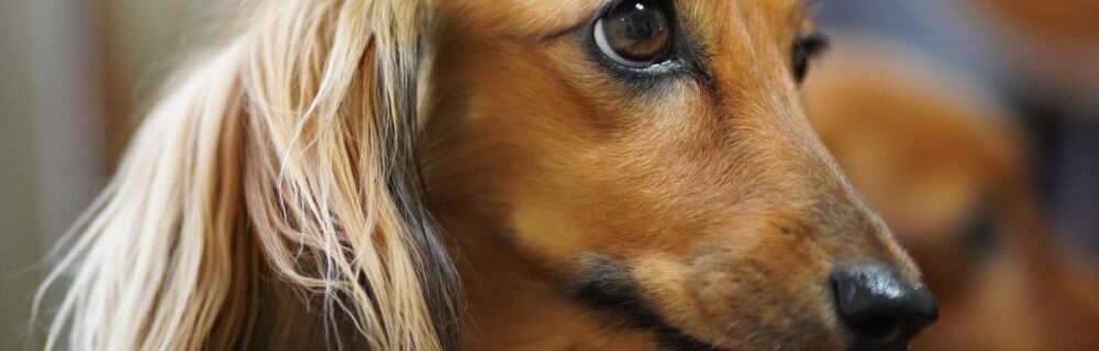 Progressive Retinal Atrophy (PRA) in Dogs