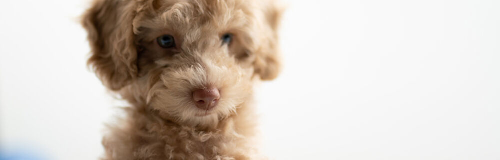 Parvovirus in Puppies: A Treatment and Prevention Q&A