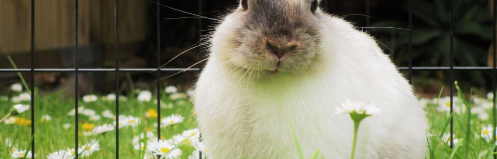Hvilke planter er giftige for kaniner?