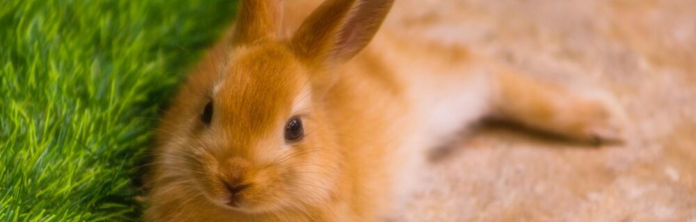 Ohrinfektionen bei Kaninchen
