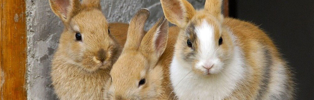 7 vigtige ting at vide om kaniner