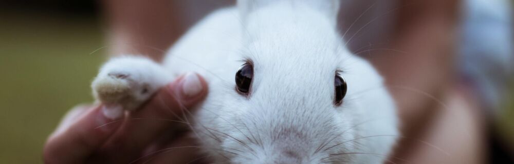 Tipps zum Krallenschneiden bei Kaninchen, Frettchen, Meerschweinchen, Hamster und Rennmaus