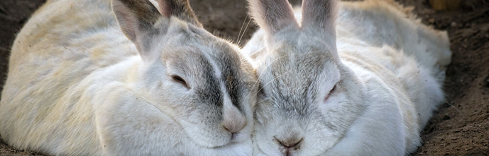 Rabbit Nutrition: How to feed your pet rabbit