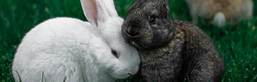 Skin Diseases in Rabbits