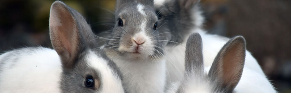 Vaccinating your rabbits