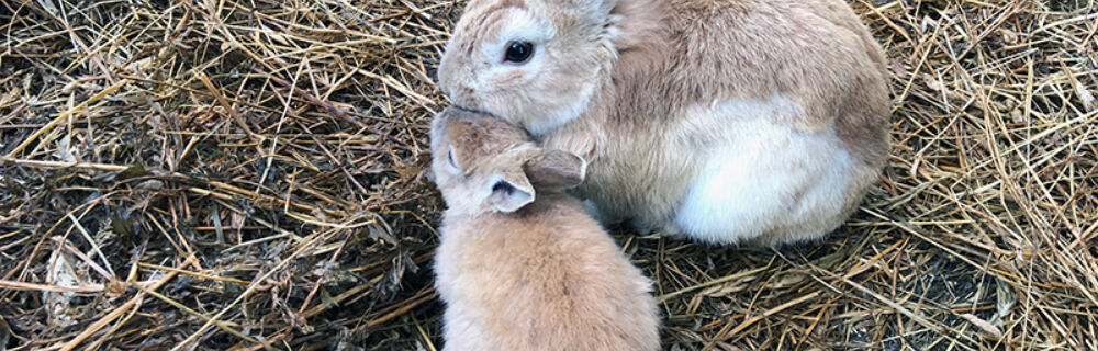 Utfodring av kanin - vad ska kaninen äta?