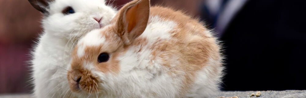 Sind Kaninchen geeignete Haustiere?