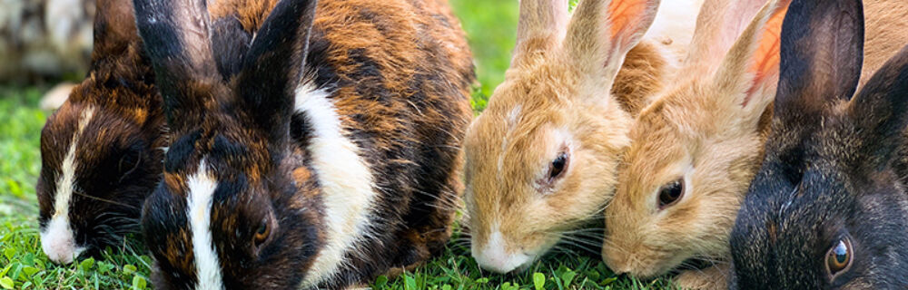 7 ting som er bra å vite om kaniner
