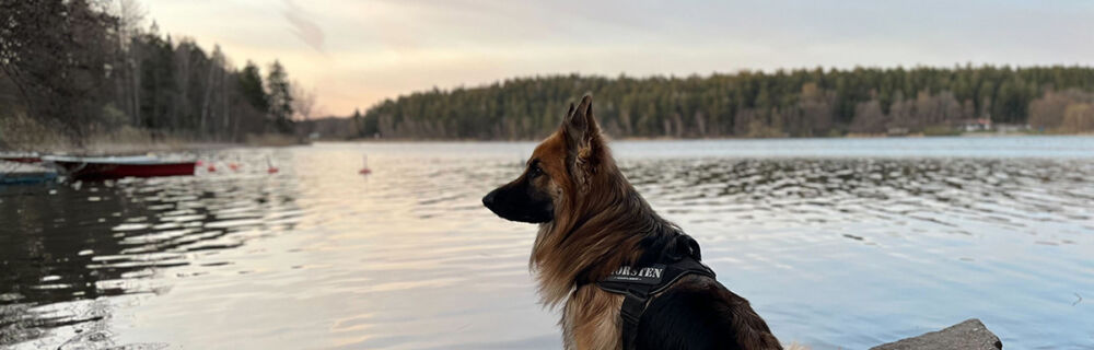 Lär känna hundrasen – Schäfer