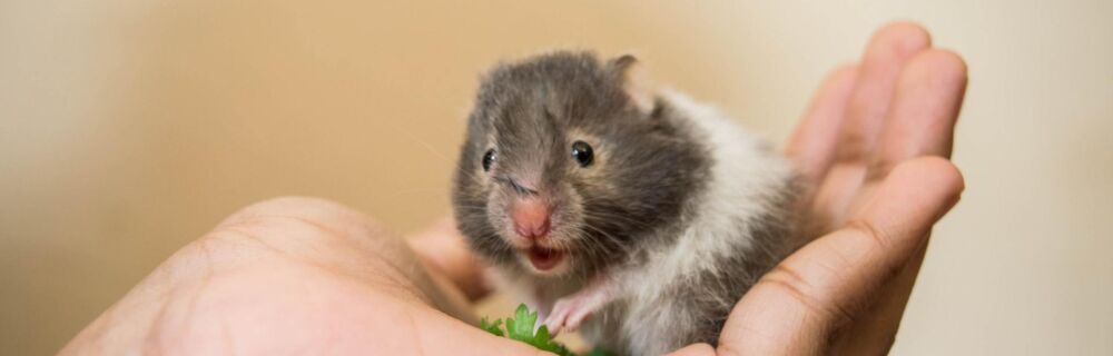 Common Hamster Diseases: What to Keep an Eye Out For