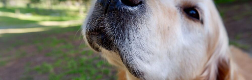 Signs Your Pet May Have Something Stuck in Their Nose