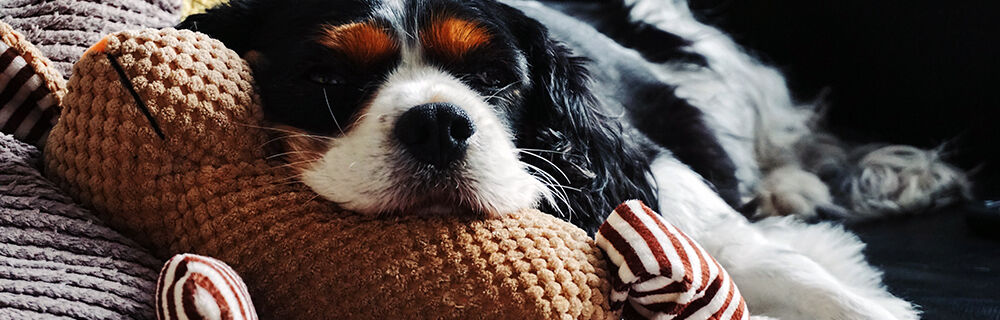 Hepatozoonose beim Hund: Symptome, Therapie und Heilchancen