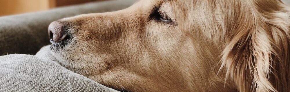 Borreliose beim Hund: Symptome, Diagnose, Behandlung (+ häufige Fragen)