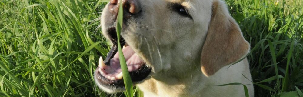 Hunden min spiser gress og kaster opp. Er det normalt?