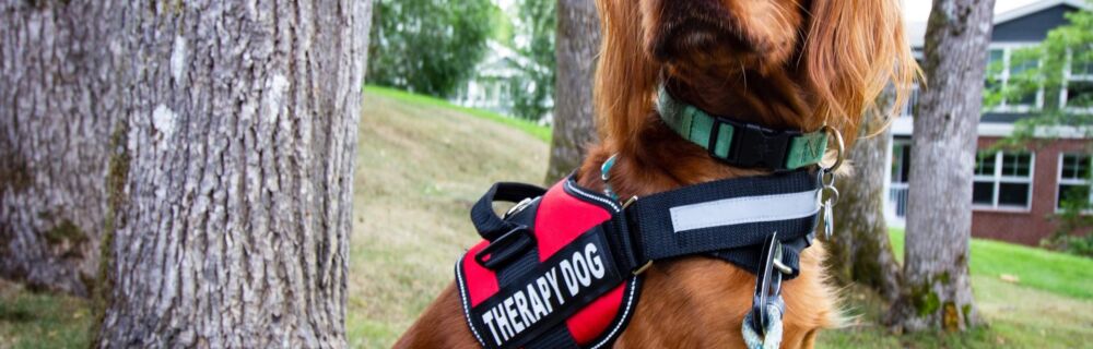 What is a Therapy Dog?