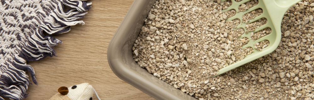 Guide – allt du behöver veta om din katts bajs