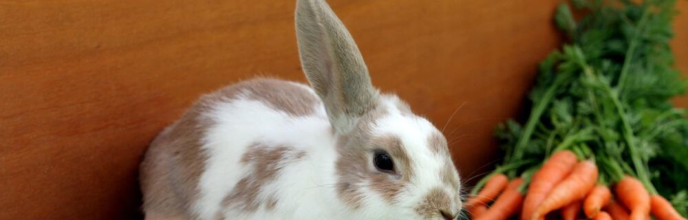 Kaninchen Ernährung: Wie du dein Kaninchen fütterst