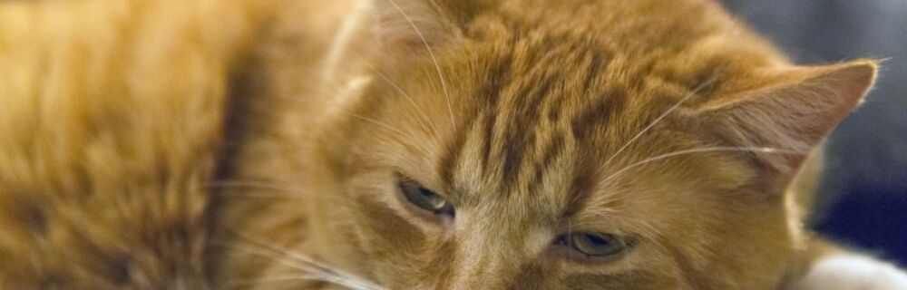 Tipps für Katzen mit Harnwegserkrankungen oder Nierenproblemen