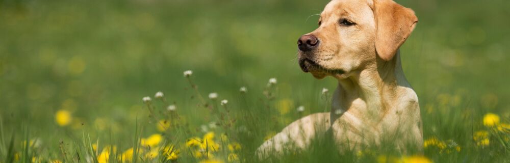 What are dog allergies or hypersensitivities?