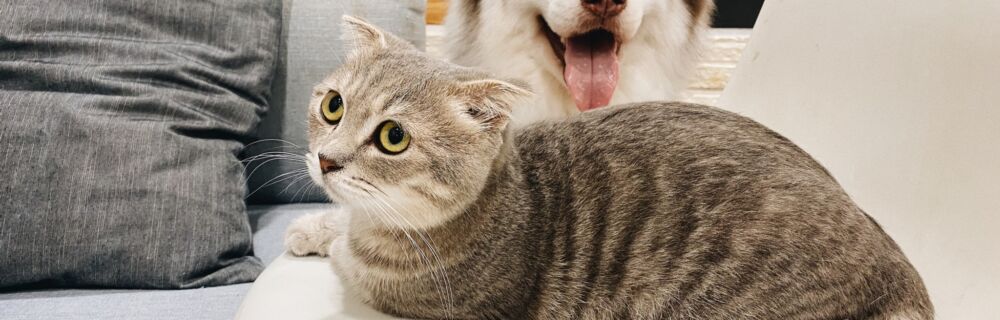Offene Wunde bei Hund und Katze behandeln