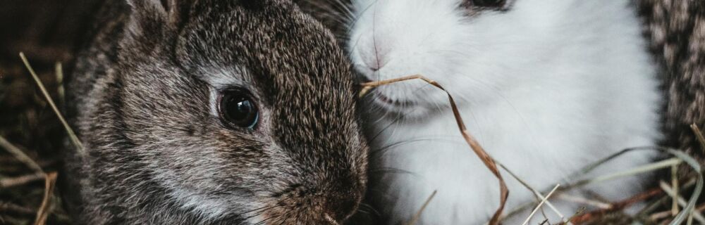 Haltungstipps für Kaninchen