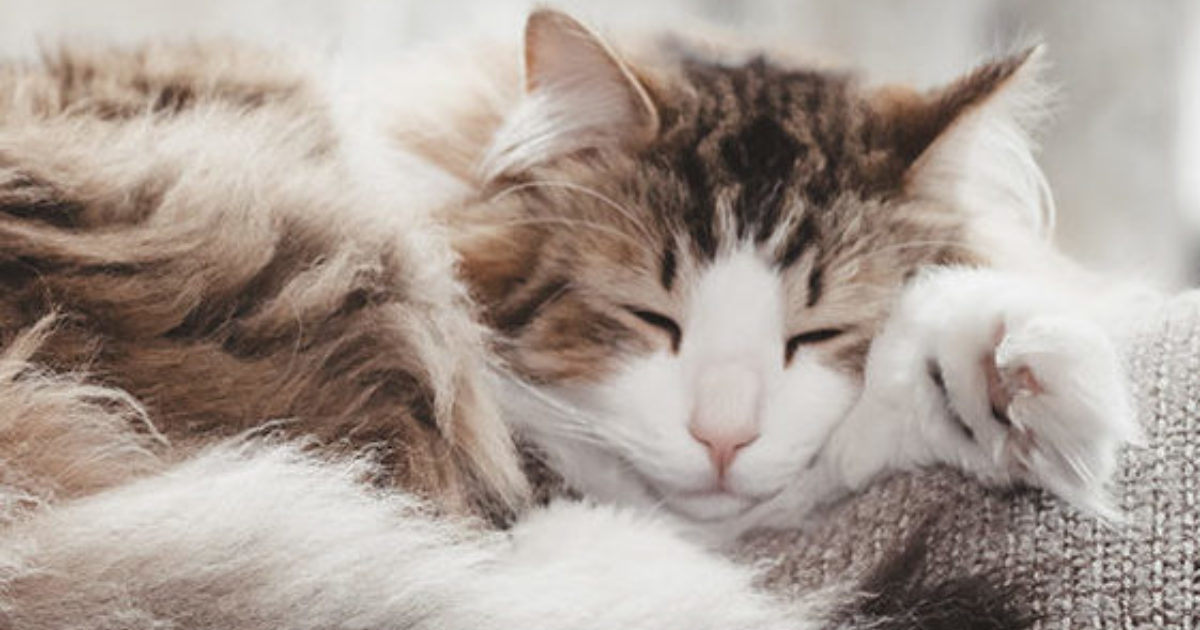 Cat Flu - Symptoms, Causes And Treatment | FirstVet