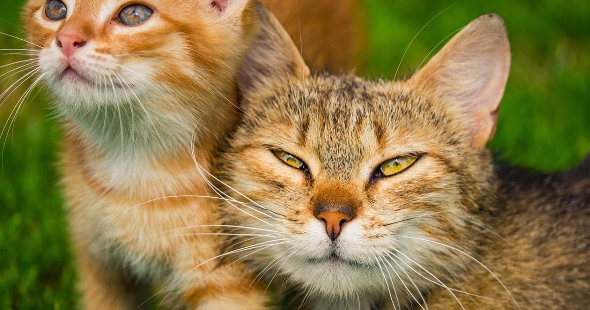 Common Diseases in Cats: Symptoms and Treatment Options | FirstVet