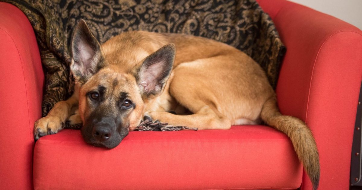 EPI (Exocrine Pancreatic Insufficiency) in pets FirstVet