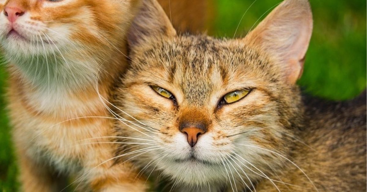 Feline Anxiety Treatment For Multi-Cat Households photo