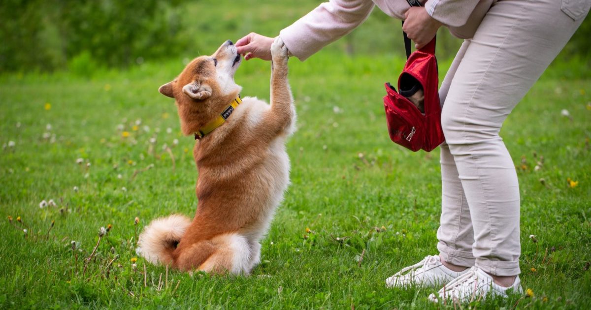 Proin Urinary Incontinence Medication for Dogs FirstVet