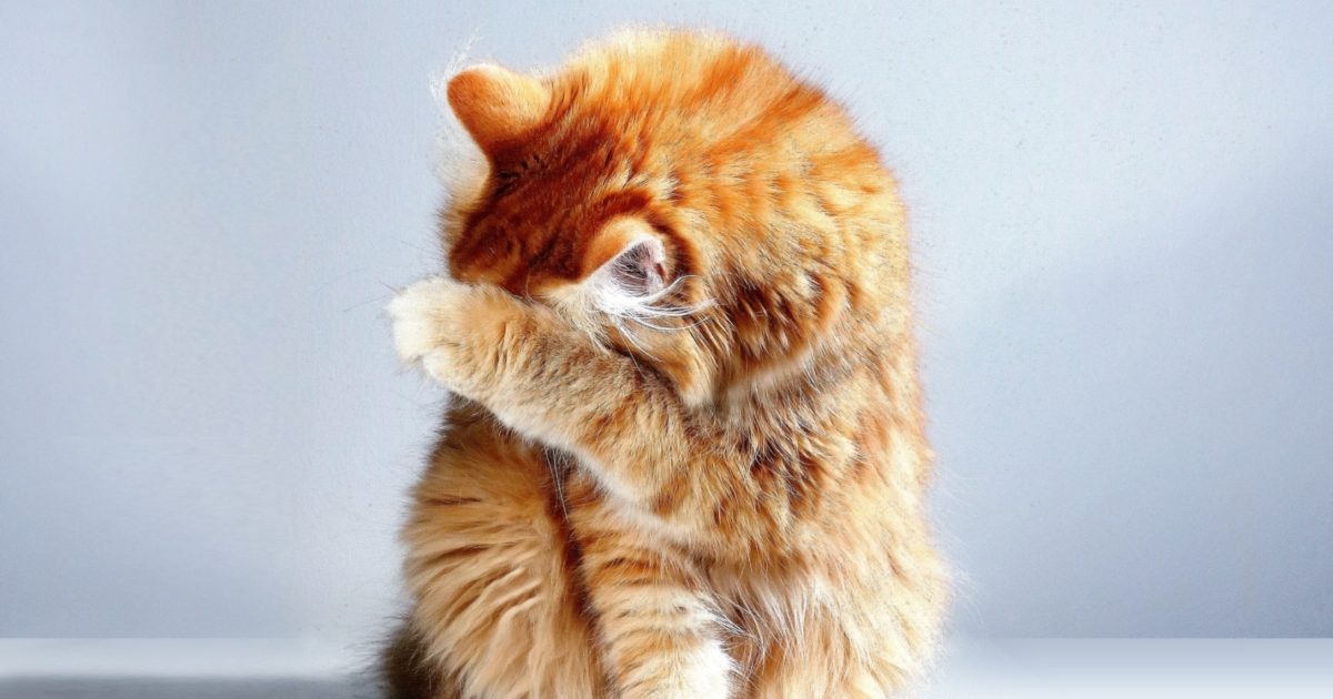 Blood Transfusion for Cats FirstVet