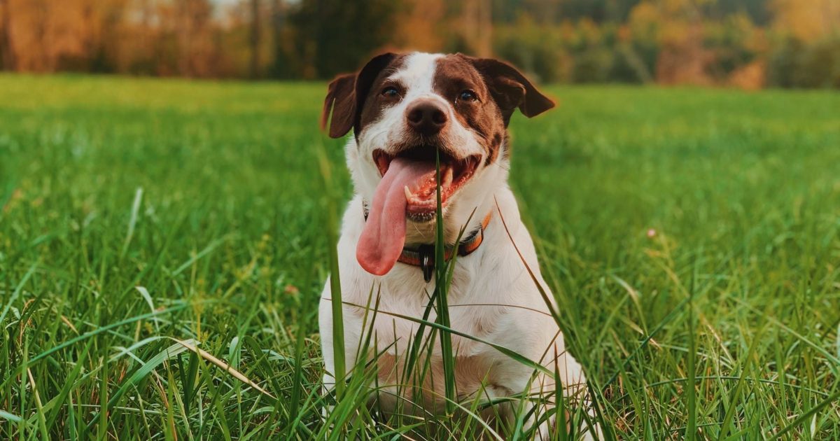 Why does a shops dog eat grass and then vomit