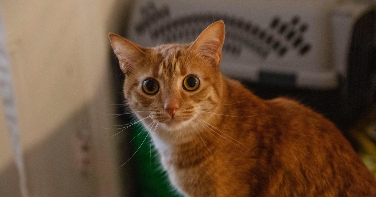 How to Choose the Perfect Litter Box for Your Cat FirstVet