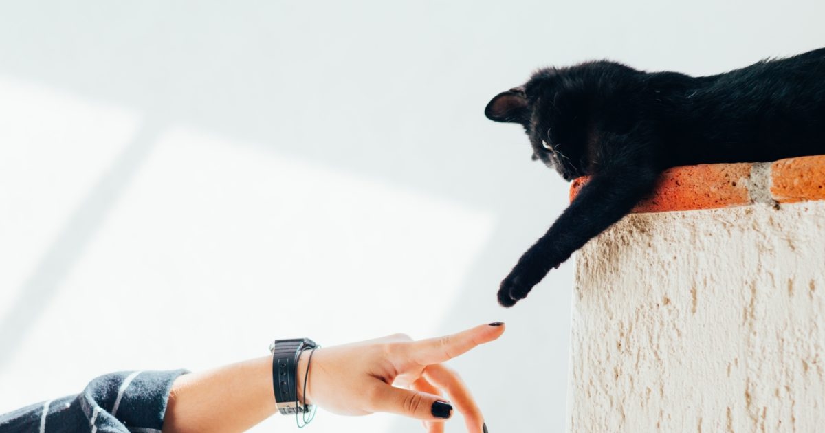 Tips and Tricks for Trimming Your Cat’s Nails FirstVet