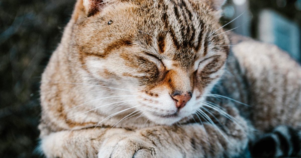 Dieffenbachia Toxicity in Dogs and Cats | FirstVet