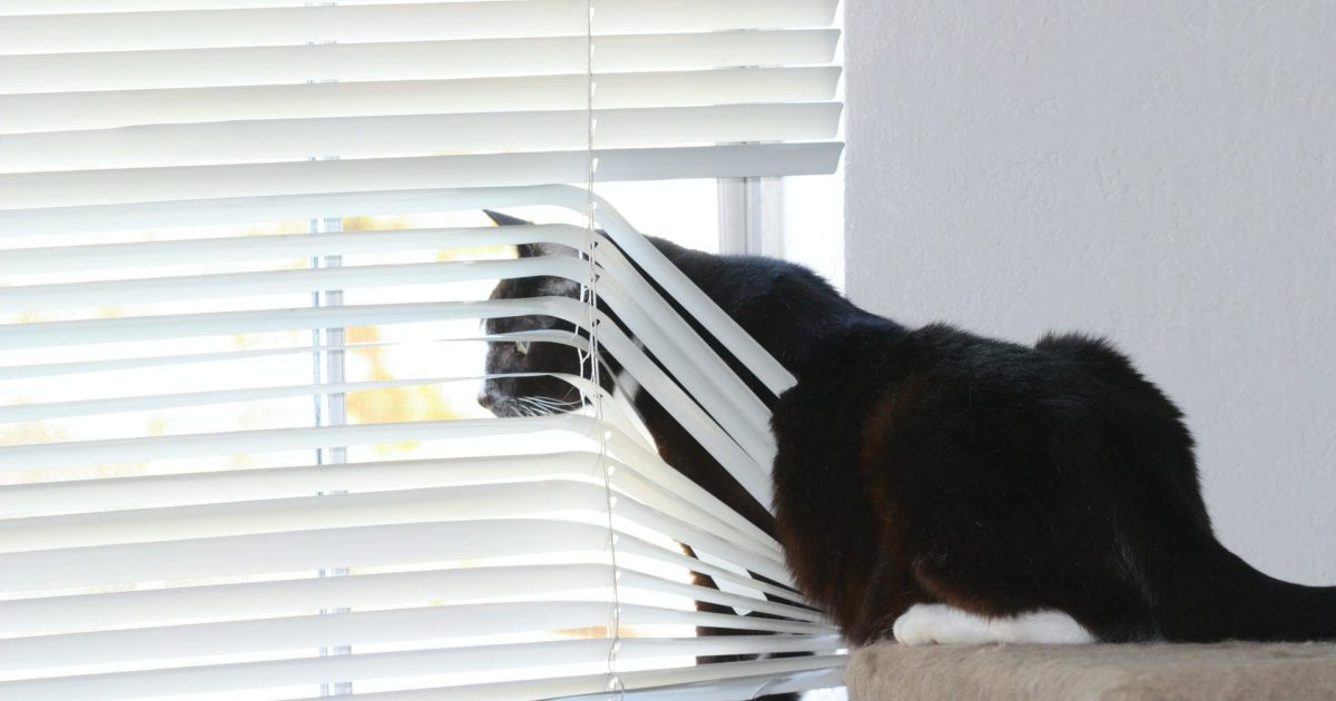 Image showcasing Tips for Helping Your Cat with Separation Anxiety | FirstVet
