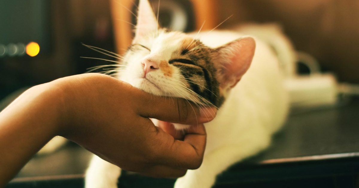 Pancreatitis in cats | FirstVet