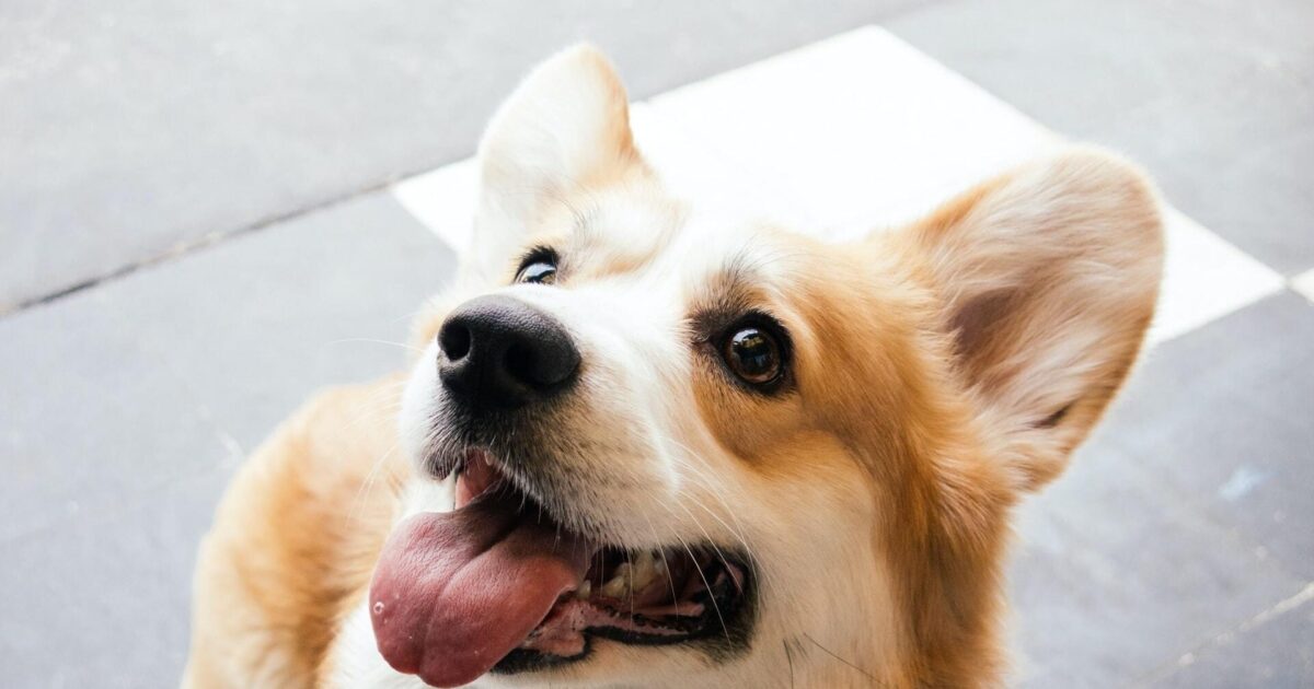 Why do allergies cause ear infections in dogs? FirstVet