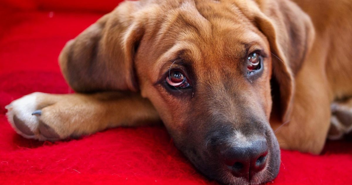 dog vomiting blood treatment