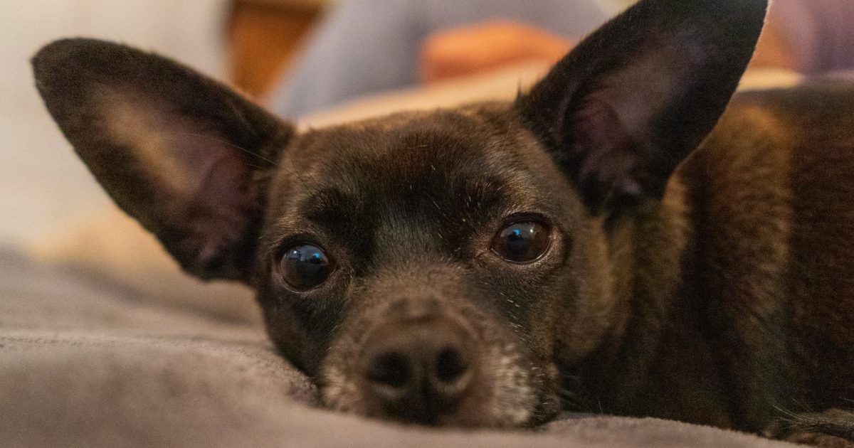 How to Care for a Dog with Collapsing Trachea FirstVet